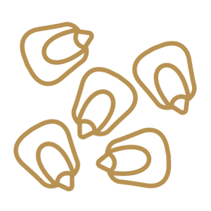 Semilla